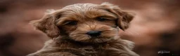 Australian Labradoodle honden te koop: Nog 2 bijzondere reutjes op zoek naar hun huisje - Advertentie 7