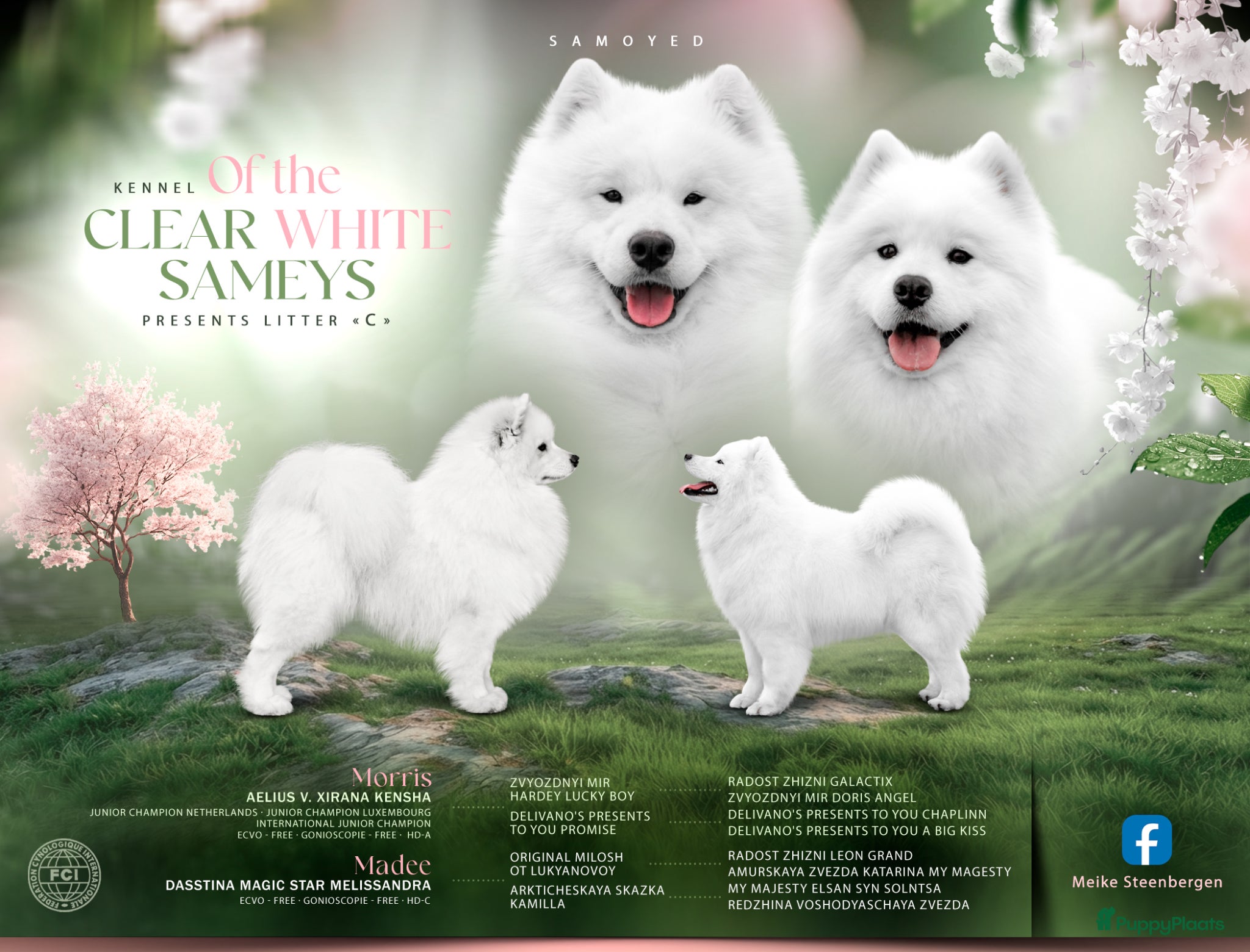 Samojeed honden Samojeed puppy’s opkomst  - Advertentie 1