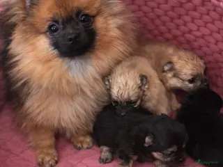 Pomeriaan honden Pomeranian pupjes geboren 28-01-2026 - Advertentie 8