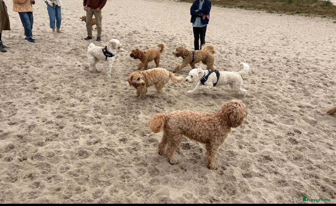 Australian Labradoodle honden te koop: Labradoodle medium ( Australian ) - Advertentie 8