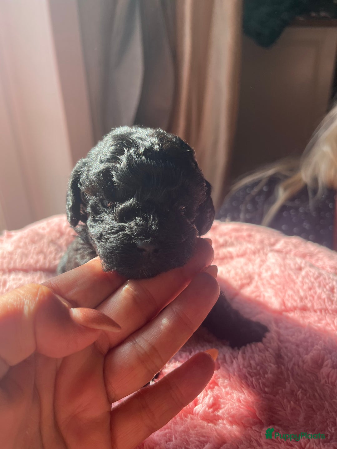 Poedel Toy honden te koop: Toy poedel pups  in Oss - Afbeelding 9