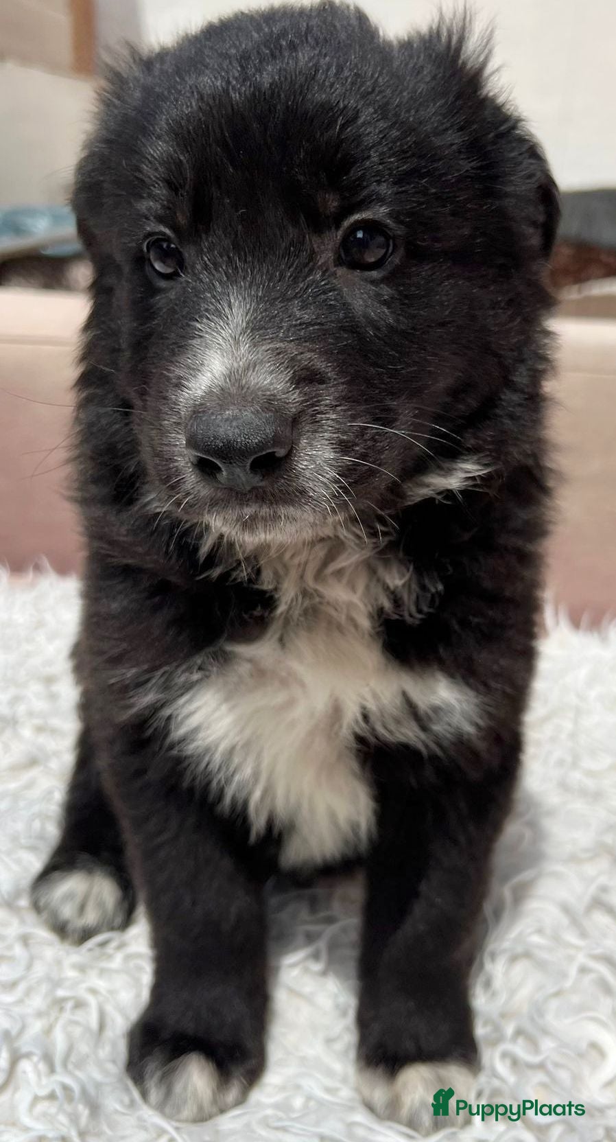 Kruising honden zandy zoekt een vriendje voor het leven  - Advertentie 3