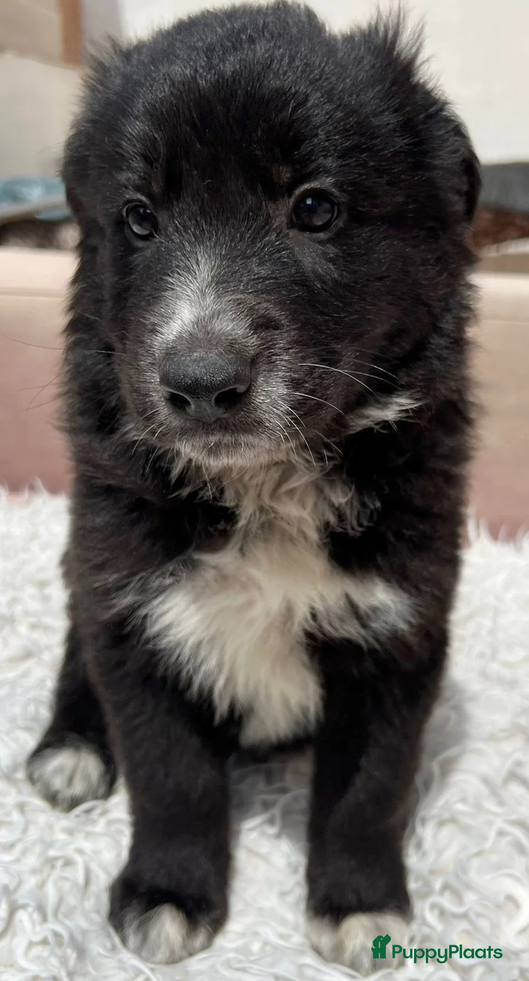 Kruising honden ter adoptie: zandy zoekt een vriendje voor het leven  - Advertentie 1