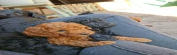 Cockapoo honden te koop: Lieve midi Cockapoo pups zoeken fijn thuis - Advertentie 18