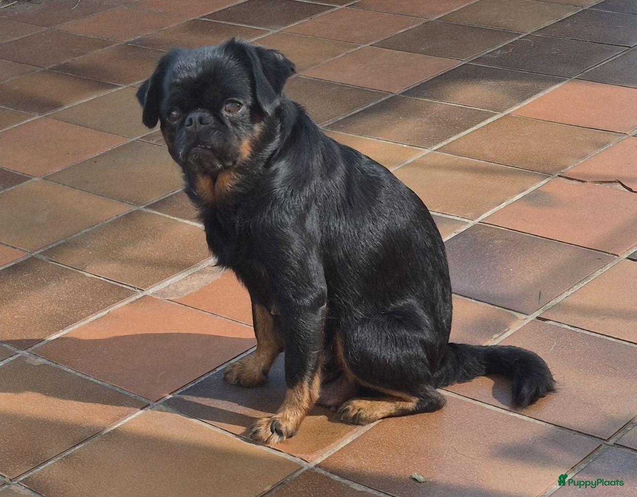 Kruising honden Prachtige Griffonshires - Advertentie 1