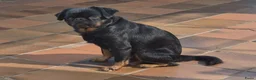 Kruising honden te koop: Prachtige Griffonshires - Advertentie 1