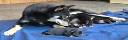Kruising honden te koop: Pomsky (3/4) x Shiba inu (1/4) pups - Advertentie 9