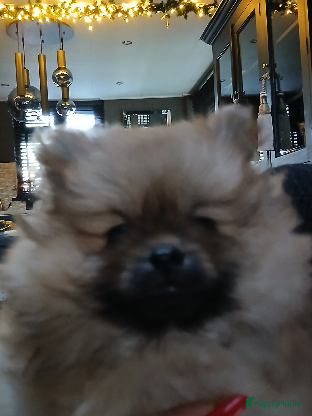 Pomeriaan honden te koop: Pomriaan puppy s - Advertentie 9