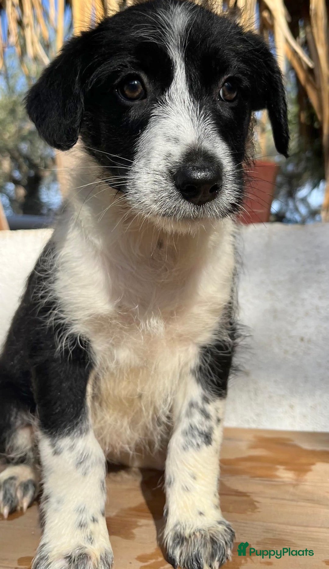 Kruising honden ter adoptie: gingi  waar mag haar mandje komen te staan?  - Advertentie 8