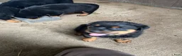 Rottweiler honden te koop: Pups rotweiler in Weert - Advertentie 4