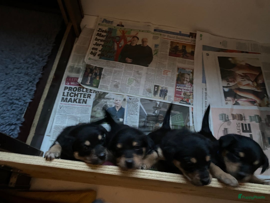 Australian Kelpie honden te koop: Working kelpie - Advertentie 2