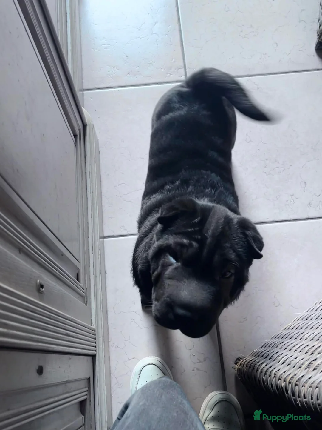 Shar Pei honden te koop:  Sharpei  pups  - Advertentie 6