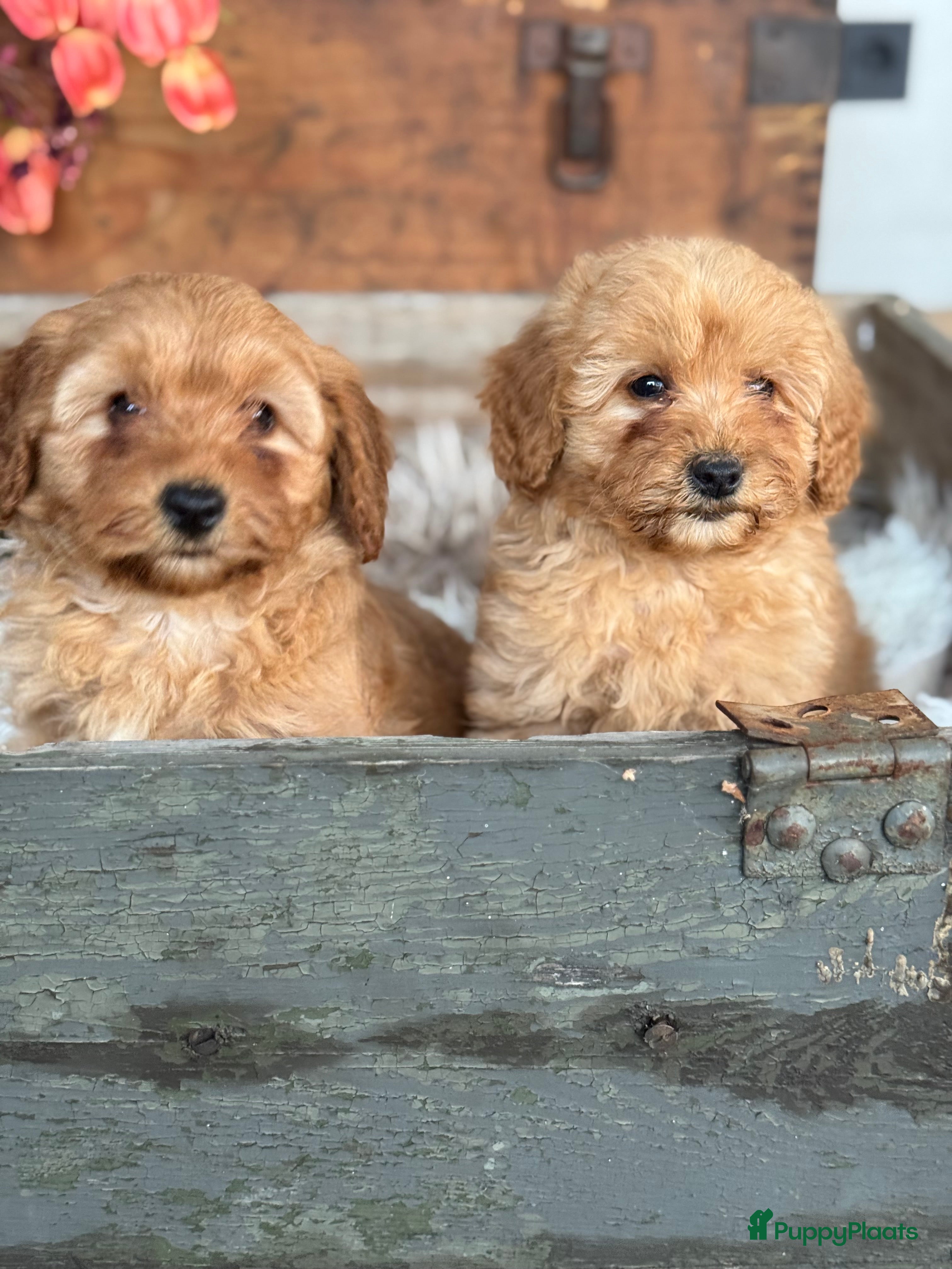 Labradoodle honden Labradoodle mini  - Advertentie 3