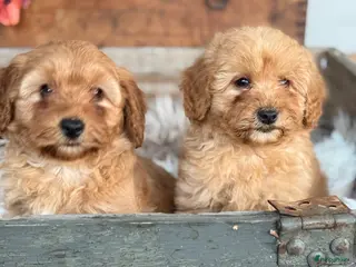 Labradoodle honden Labradoodle mini - Advertentie 3