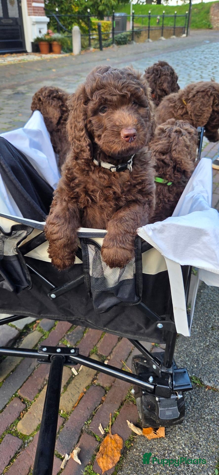 Kruising honden te koop: Labradoodle X Aussiedoodle  - Advertentie 2