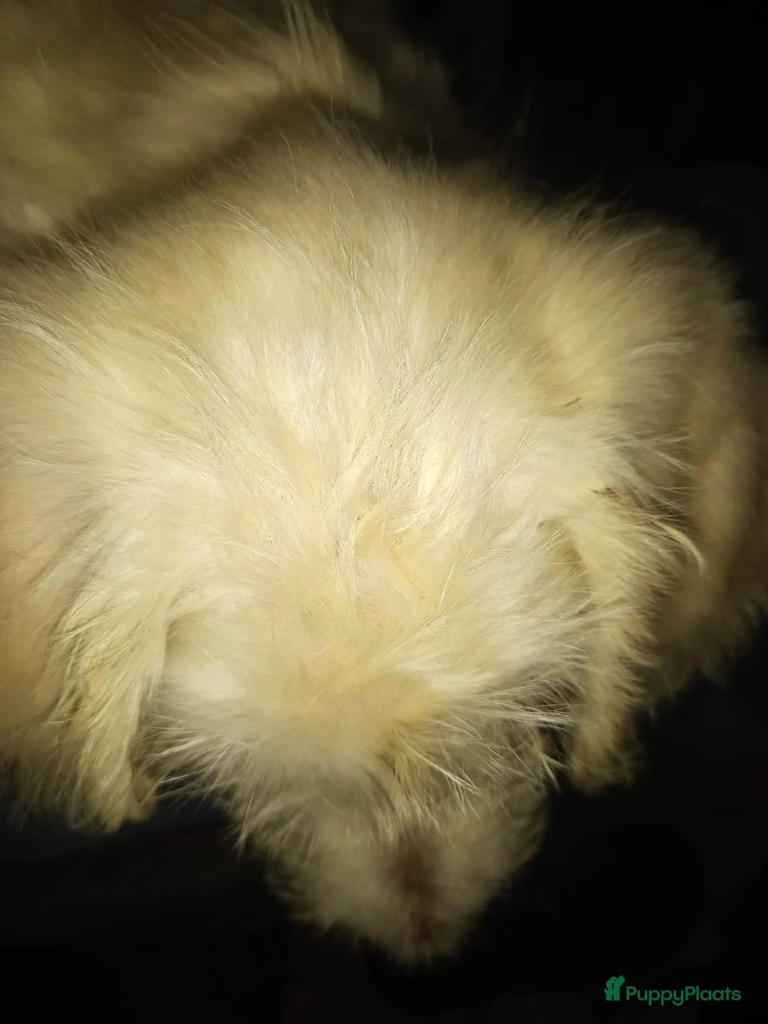 Kruising honden te koop: Ze zijn voor jou onze vier liefste laatste puppy's - Advertentie 10