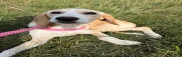 Kruising honden te koop: Jayaa - Advertentie 6