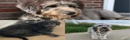 Aussiedoodle honden te koop: Aussiedoodle Aussie/Toy poedel - Advertentie 23