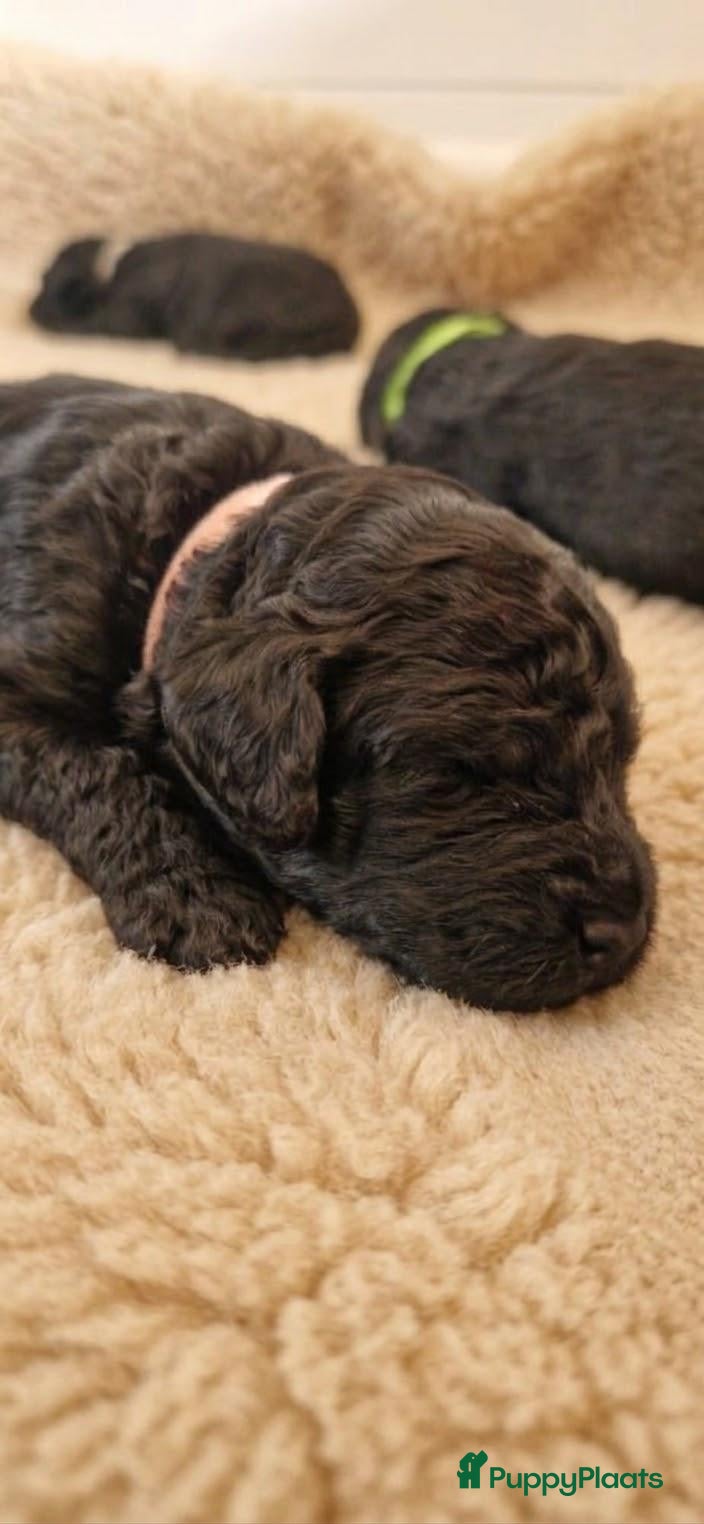 Kruising honden te koop: Medium Multigen labradoodle pups - Advertentie 3