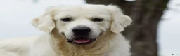 Golden Retriever honden te koop: Golden Retriever Pups met Stamboom. - Advertentie 29