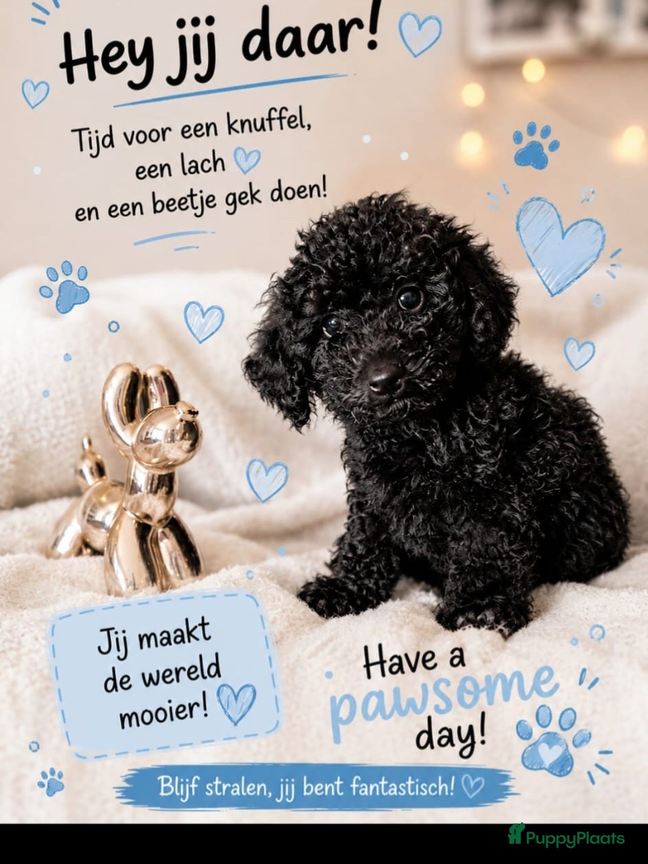 Poedel Toy honden Prachtig Toy-Dwergpoedel 1 zwarte reutje  - Advertentie 2