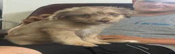 Kruising honden te koop: Aussiedoodle pupjes - Advertentie 11
