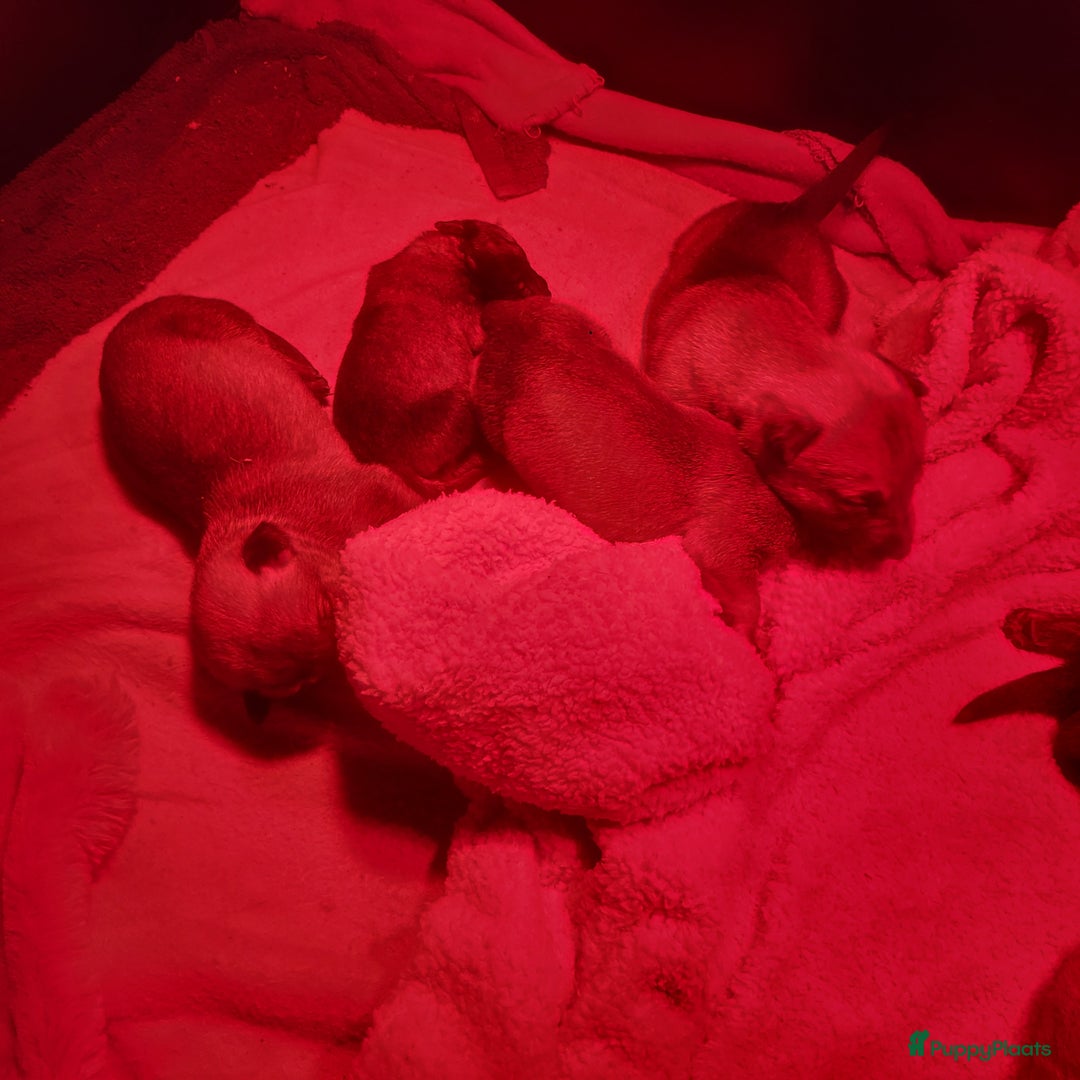 Kruising honden te koop: Mechelse herder × Ridgeback Mechelse herder - Advertentie 8