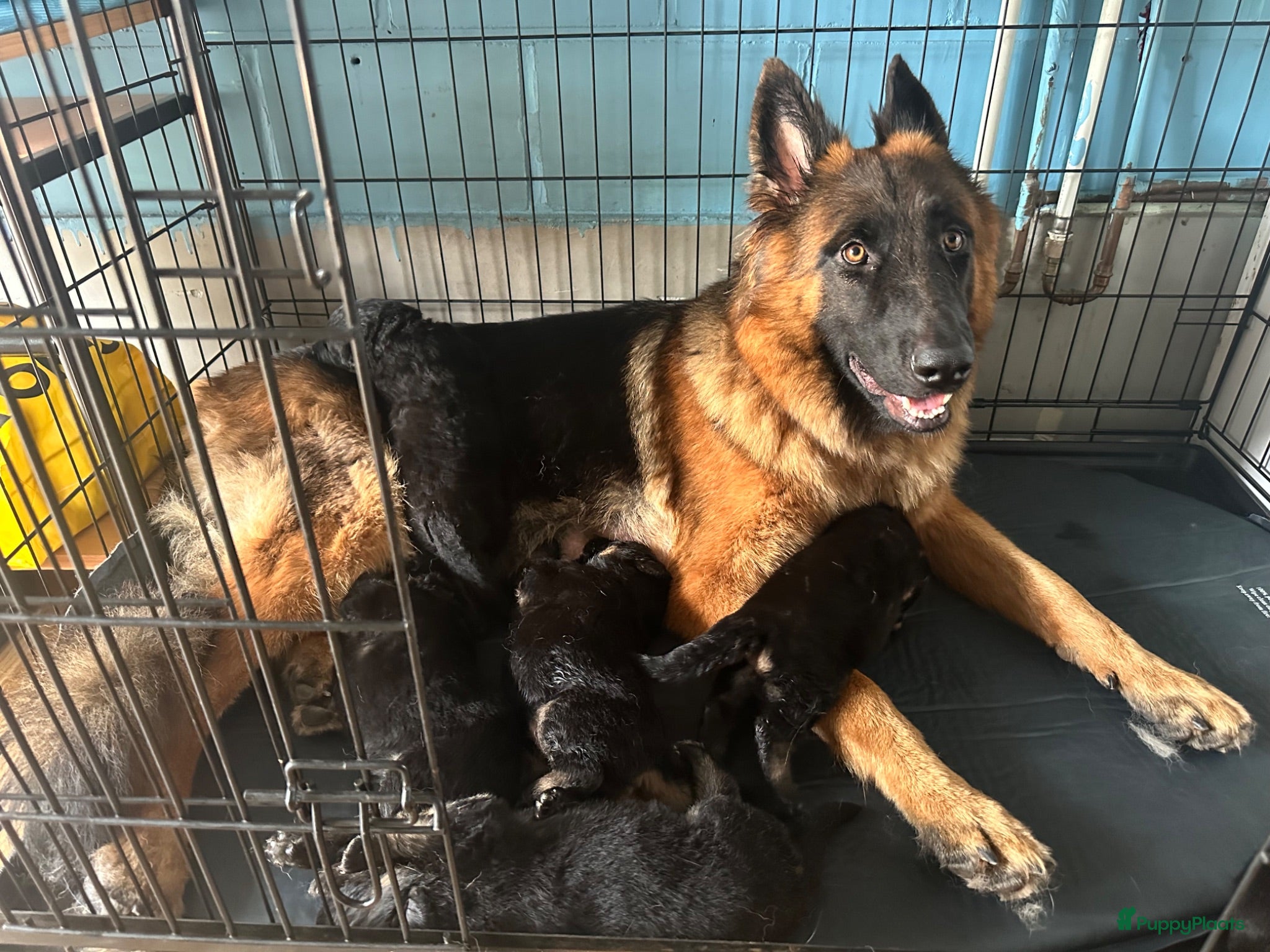 Duitse Herder honden Duitse herder puppy’s - Advertentie 1