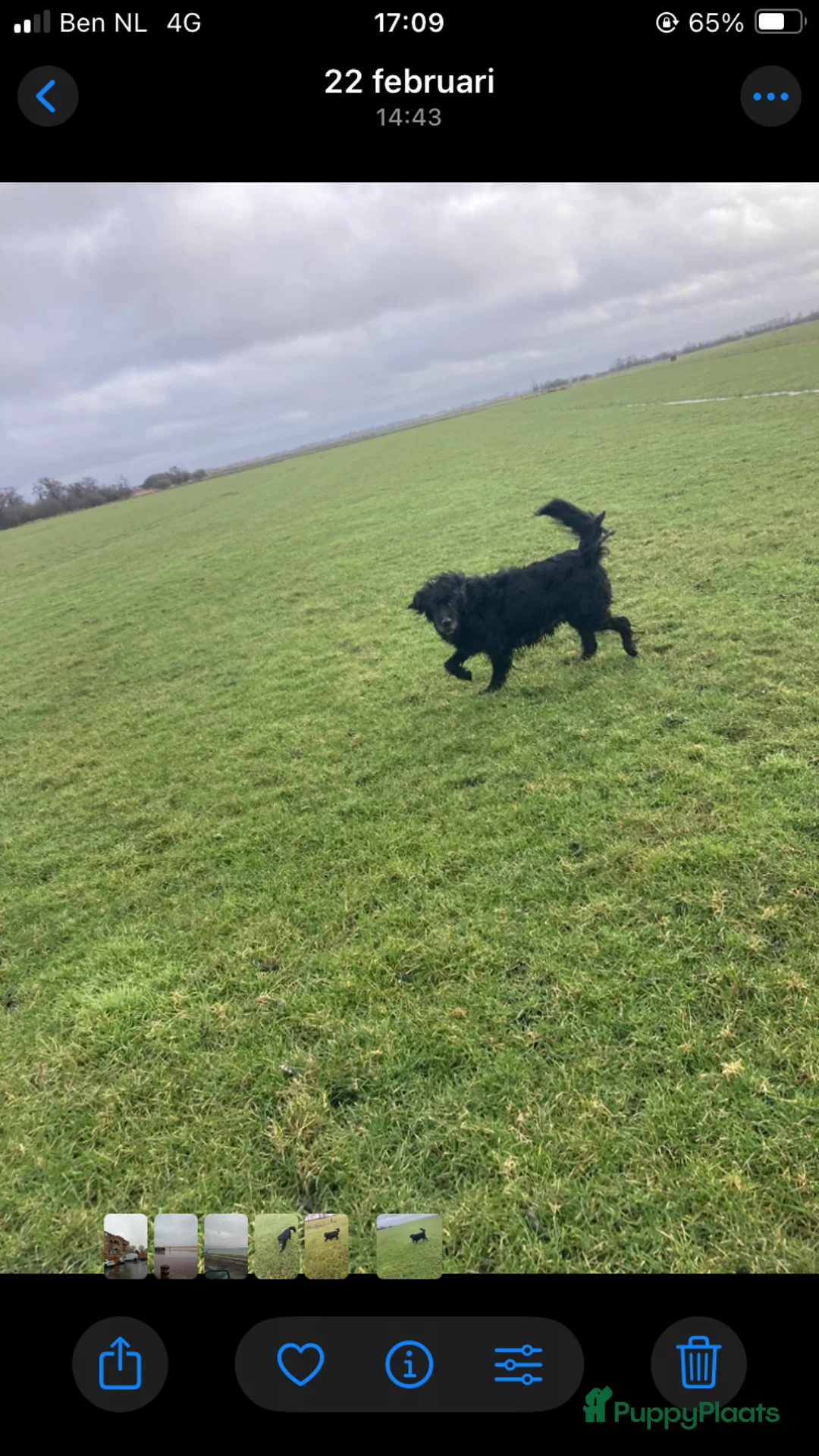 Kruising honden te koop: Bijzonder pups:schapendoesXgoldenretrieverXstabij - Advertentie 17