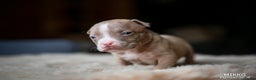 Amerikaanse Bully honden te koop: Aankondiging American Pocket Bully 🐾 - Advertentie 15