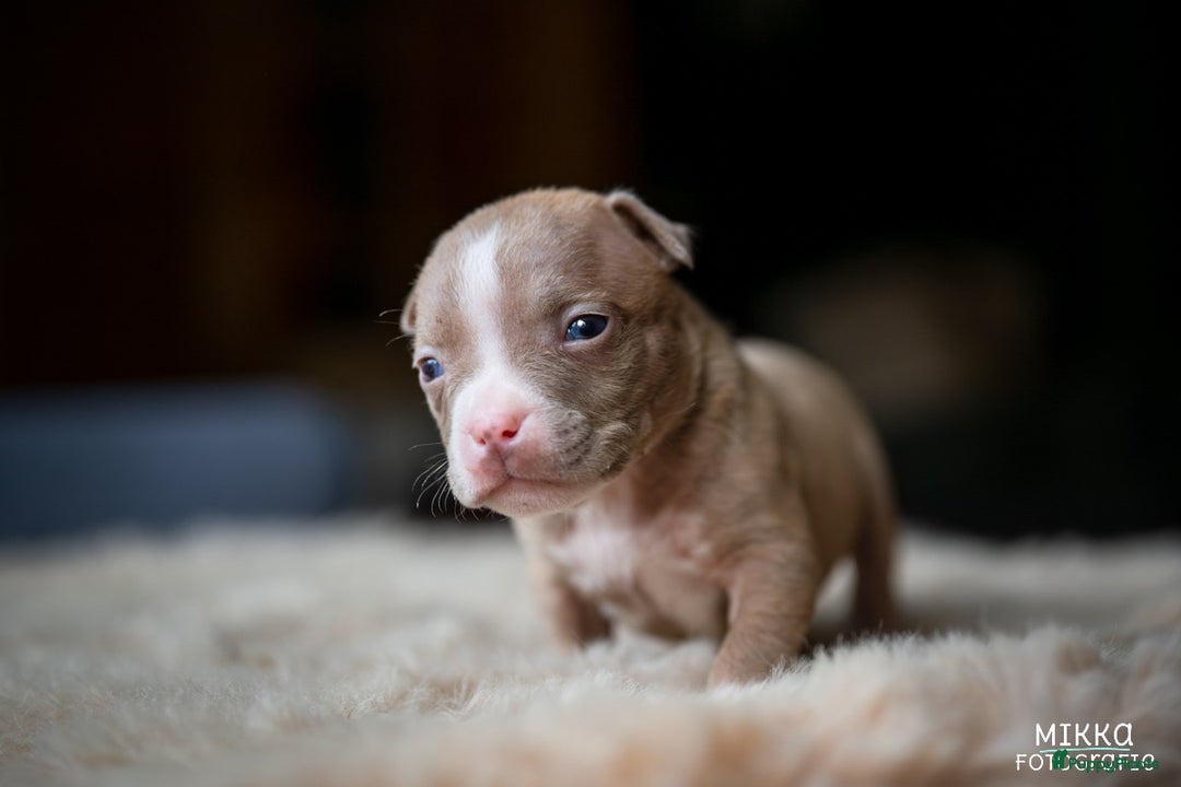 Amerikaanse Bully honden te koop: Aankondiging American Pocket Bully 🐾 - Advertentie 15