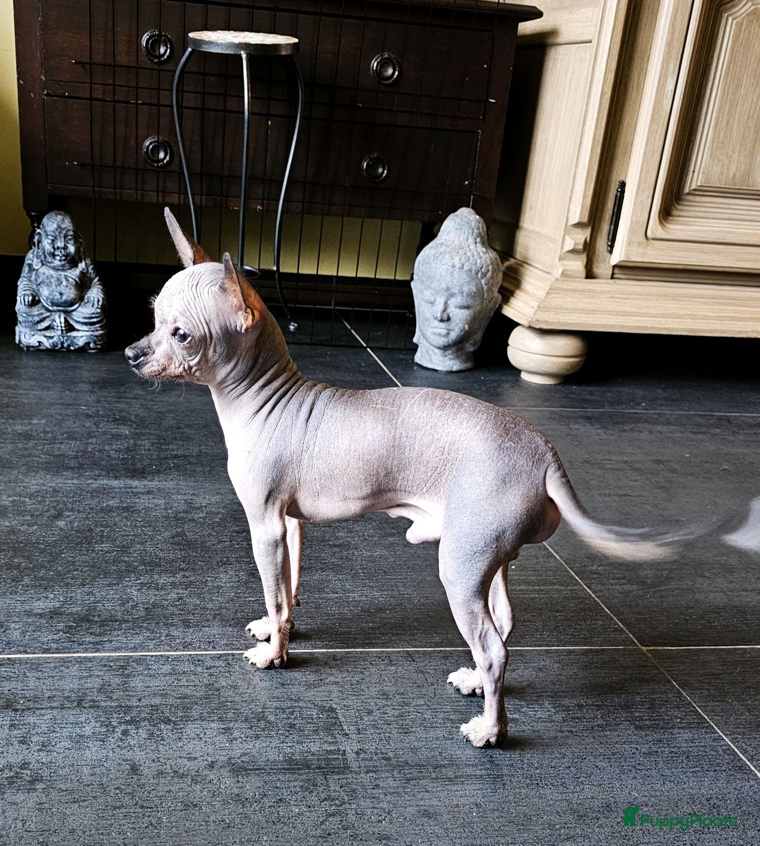 Mexicaanse Naakthond honden Naakt hondje. - Advertentie 1