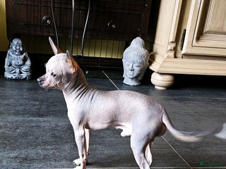 Mexicaanse Naakthond honden te koop: Naakt hondje. - Advertentie 1