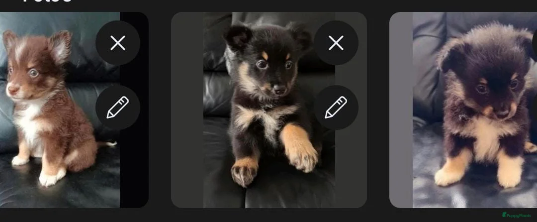 Kruising honden te koop: Chihuahua mix pups 3 reutjes - Advertentie 5