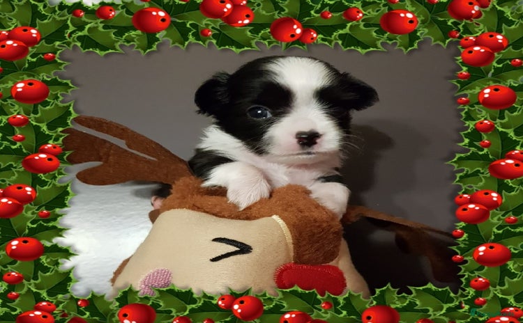 Chihuahua honden raszuiver chihuahua puppy reutje - Advertentie 4