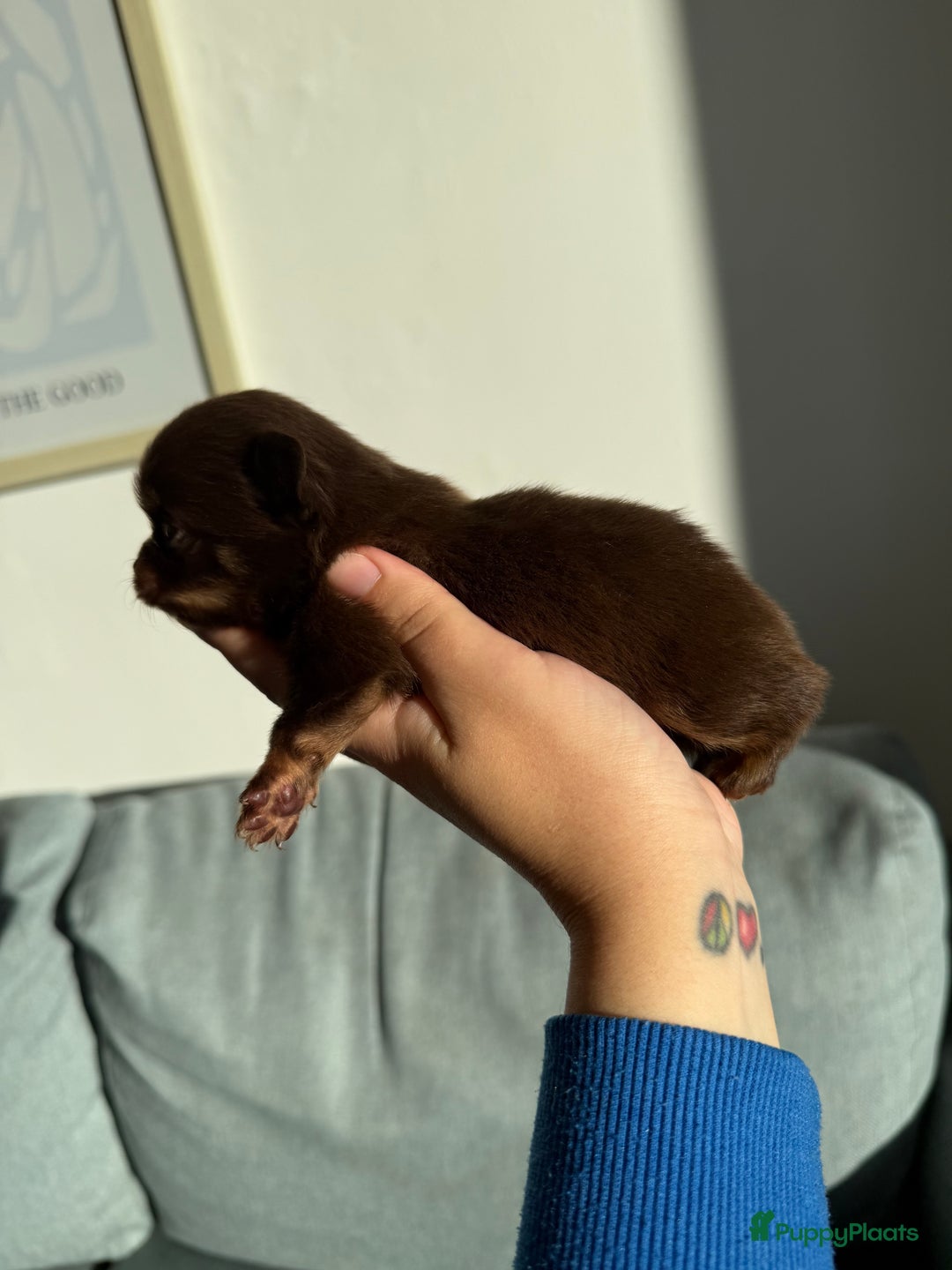 Chihuahua honden te koop: Chihuahuas pups - Advertentie 39