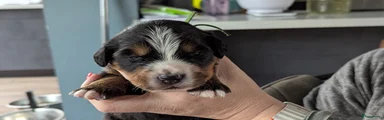 Berner Sennenhond Puppy 7  Groen