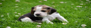 Beagle 3