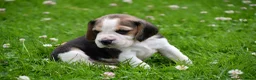 Beagle honden te koop: Prachtige Beagle pups  - Advertentie 11