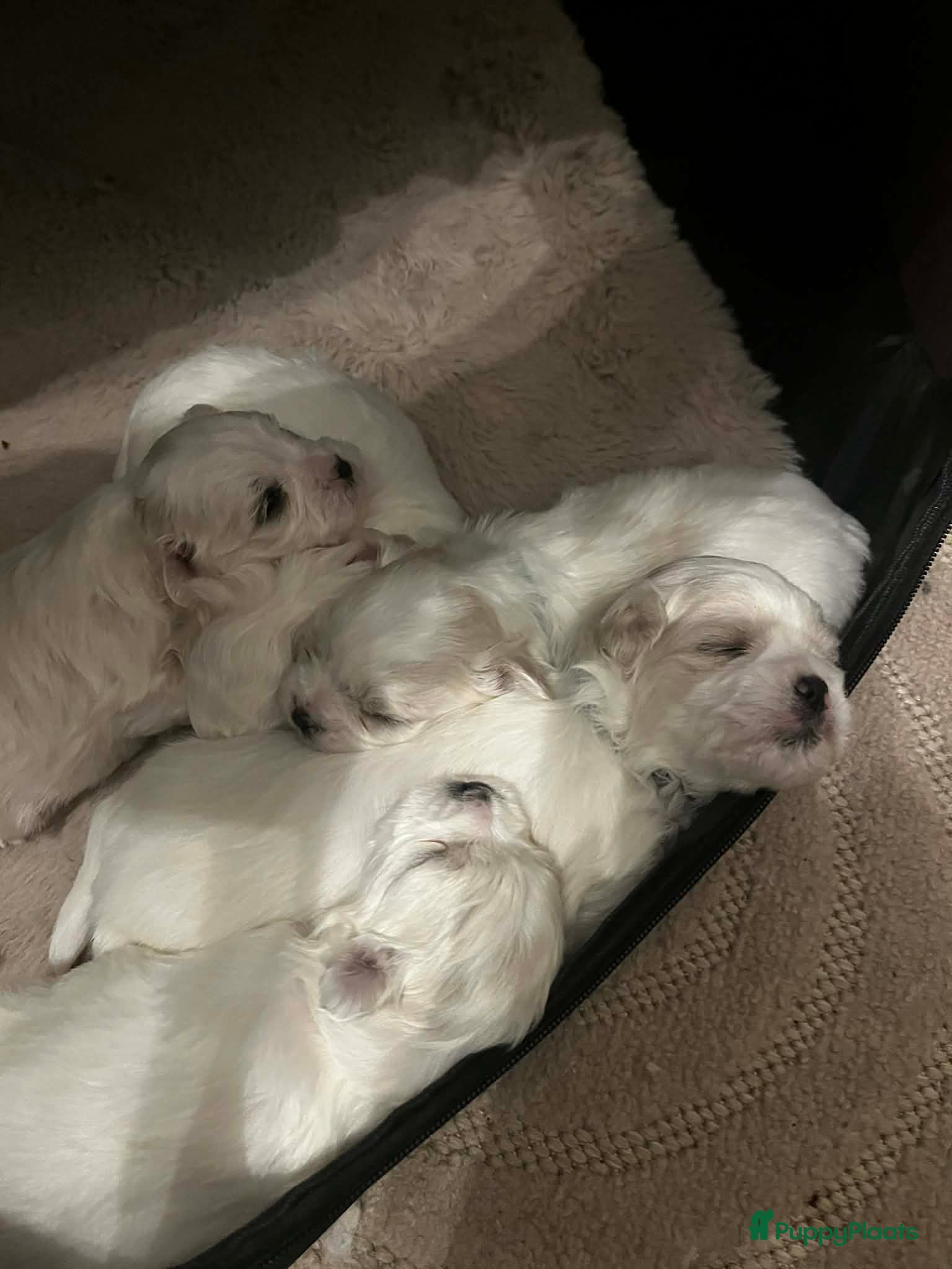 Maltezer honden Mini malzeter  - Advertentie 1