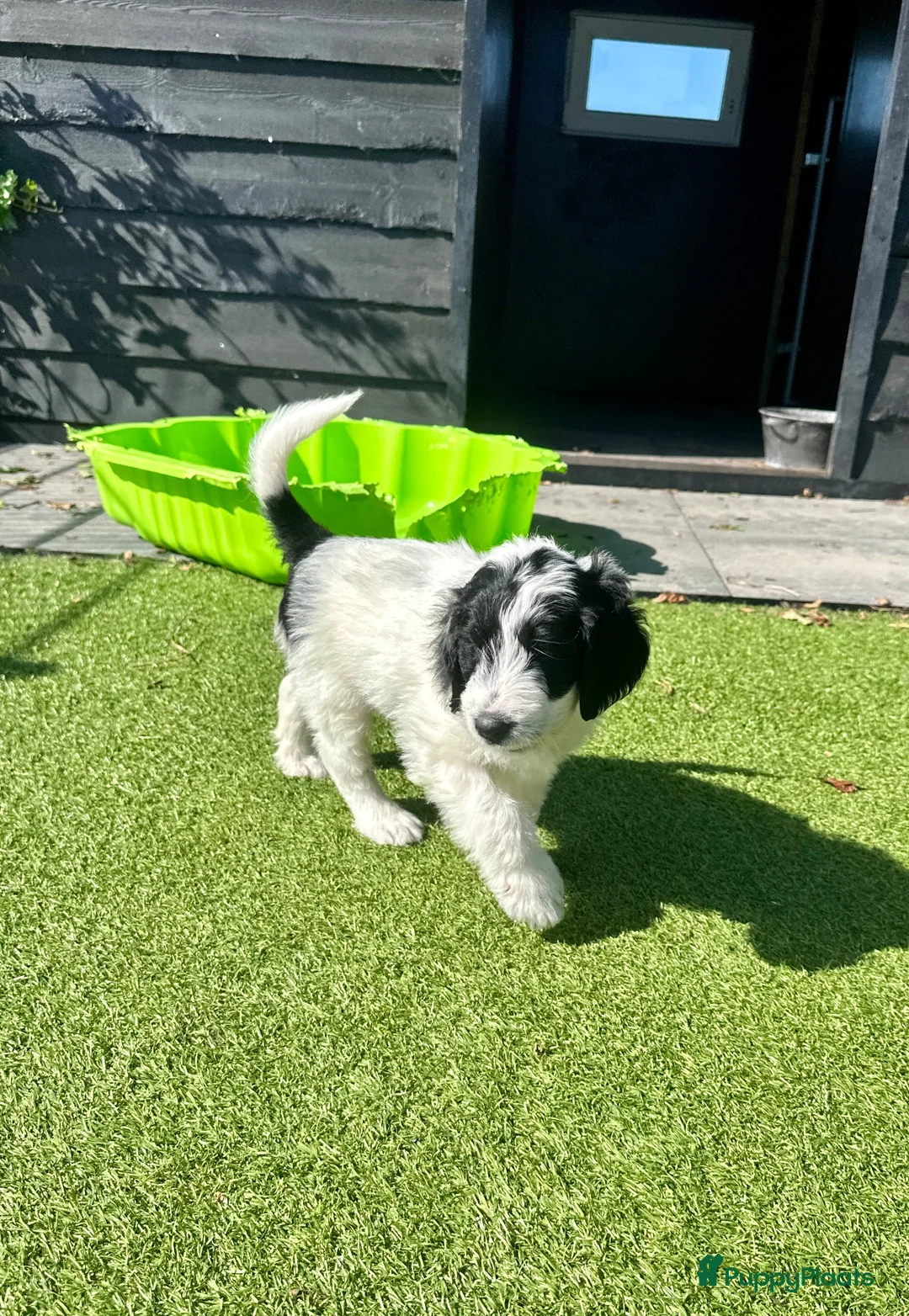Kruising honden te koop: Kruising pups Doodle x Duitse stadoodle in Broeksterwald - Advertentie 22