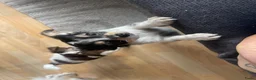 Chihuahua honden te koop: Prachtige chihuahua pups - Advertentie 2