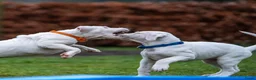 Dogo Argentino honden te koop: Dogo Argentino pups met VHD/FCI-certificering in Klazienaveen - Advertentie 5