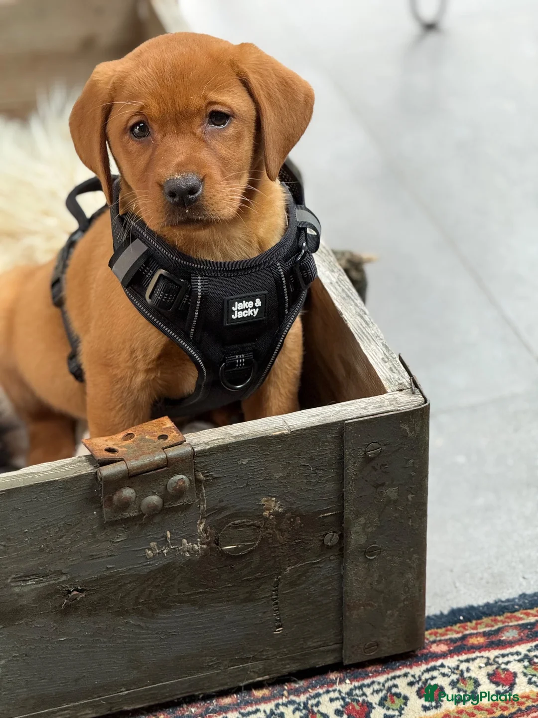 Labrador Retriever honden te koop: Labrador red fox - Advertentie 1