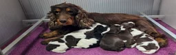 Engelse Cocker Spaniel honden te koop: Engelse Cockerspaniel pups met Stamboom. - Advertentie 7