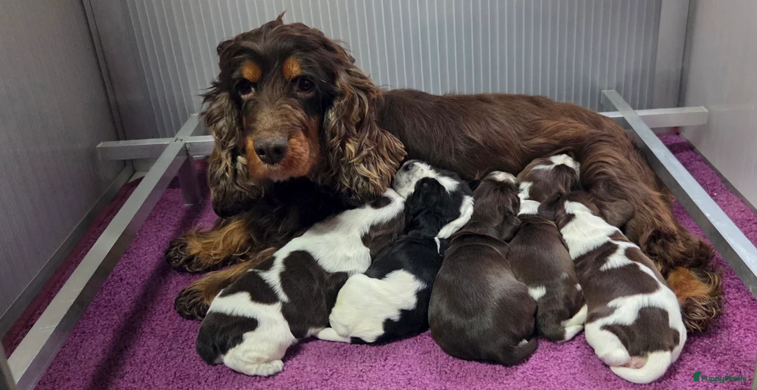 Engelse Cocker Spaniel honden te koop: Engelse Cockerspaniel pups met Stamboom. - Advertentie 7