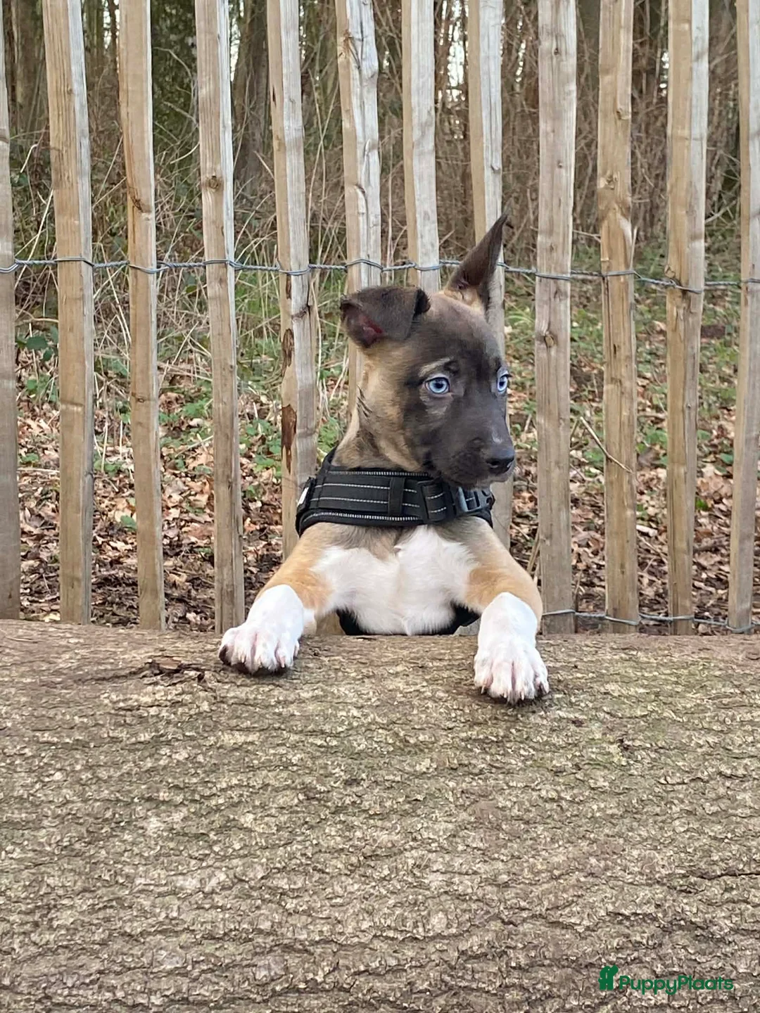 Engelse Stafford honden te koop: Puppy  - Advertentie 2