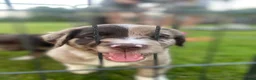 Kruising honden te koop: Prachtige pups Heidewachtel/ Australian Shepperd - Advertentie 7