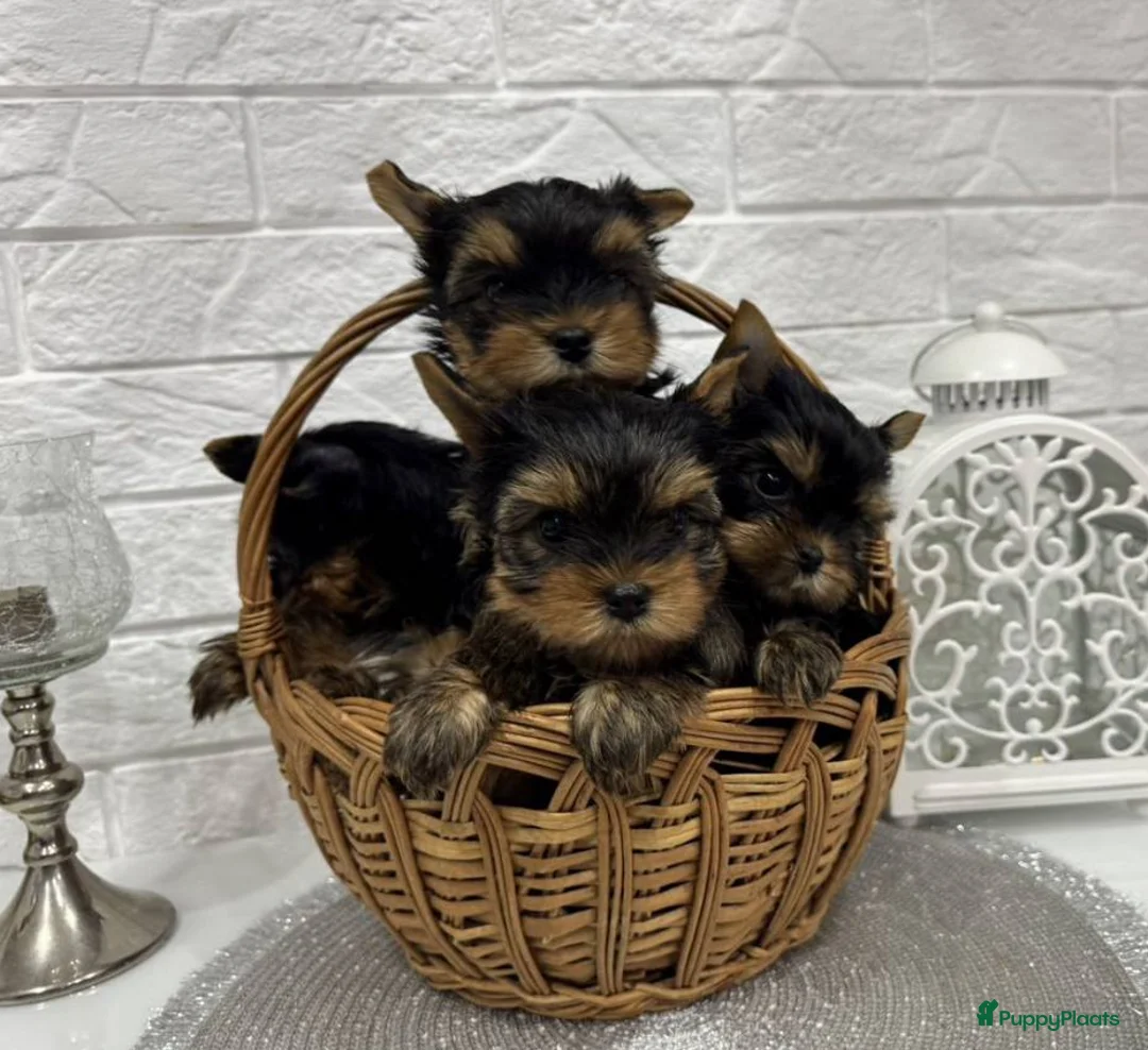 Yorkshire Terriër honden te koop: Yorkshire Terrier  in Zwolle - Advertentie 2