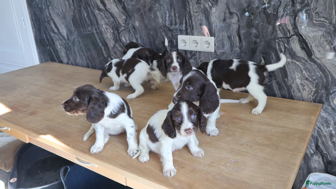 Engelse Springer Spaniel honden te koop: Lieve Engelse springer spaniel pups te koop - Advertentie 2